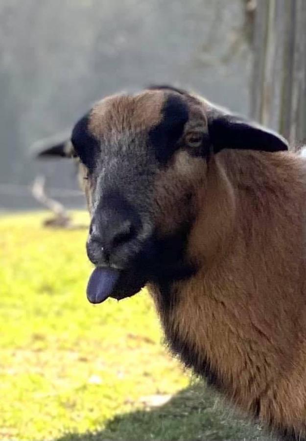 Kellerstoeckl Am Veganen Bio-Lebenshof "Varm - Die Vegane Farm" Sulb Bagian luar foto